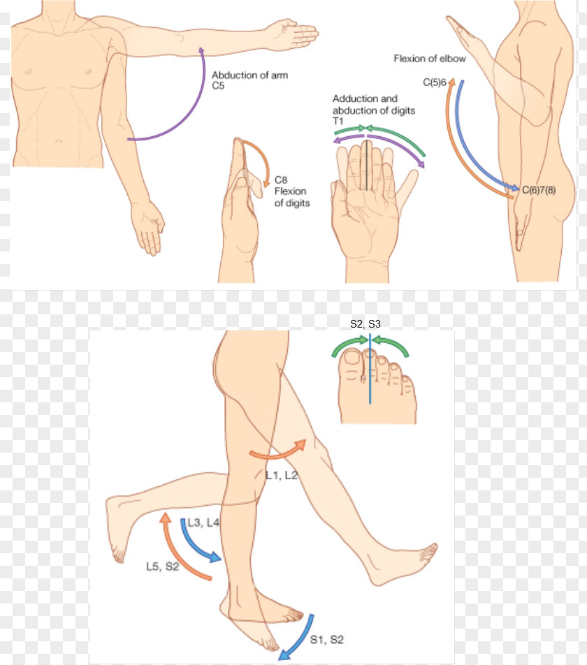 The Upper And Lower Sides Of Wind Thumb Dermatome Myotome Anatomy Sacral Spinal Nerve 1 PNG