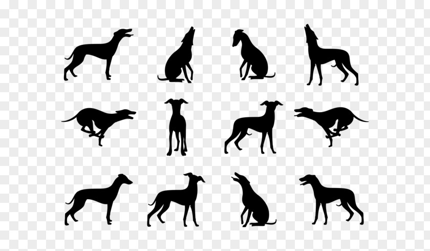 Whippet Greyhound Dobermann Great Dane Cane Corso PNG