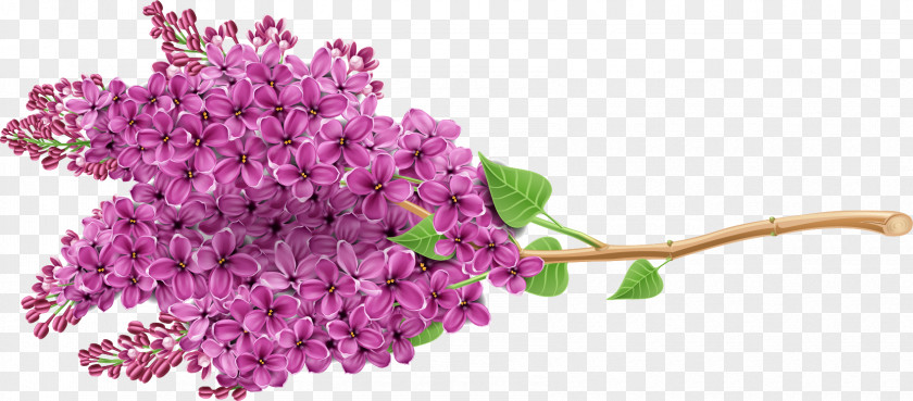Beautiful Purple Flower Lilac Newt PNG