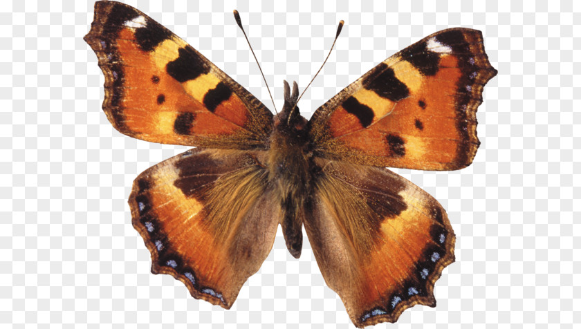 Butterfly Brush-footed Butterflies Gossamer-winged Moth Large Tortoiseshell PNG