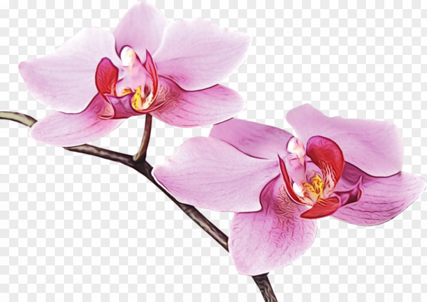 Cut Flowers Orchid Flower Flowering Plant Moth Petal Pink PNG