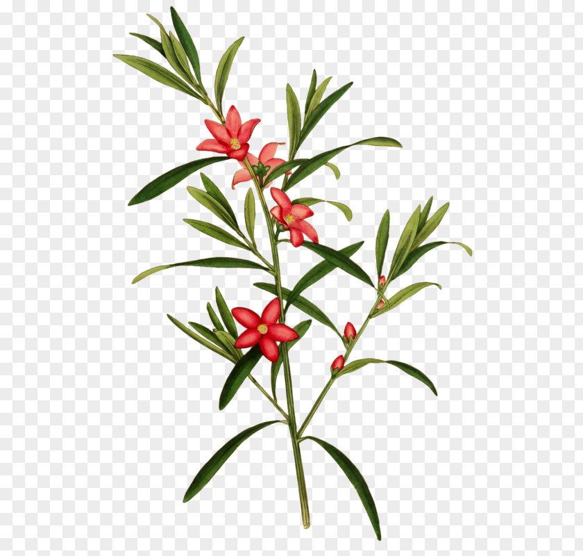 Flower Botanical Illustration Botany PNG