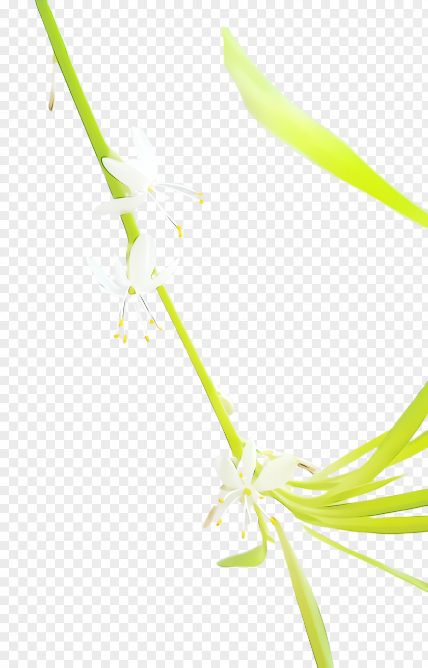 Plant Plants Watercolor Flower PNG