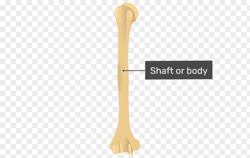 Spoon Humerus Bone Tutorial PNG