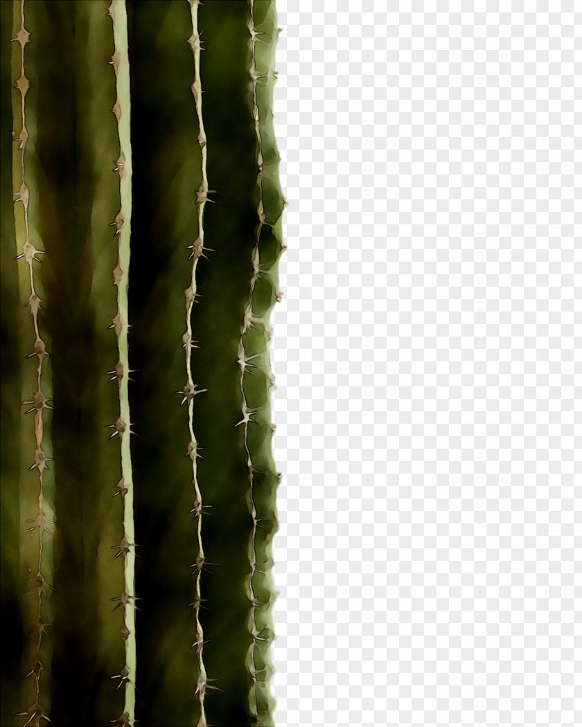 Thorns, Spines, And Prickles Vegetation Biome Plant Stem Strawberry Hedgehog Cactus PNG