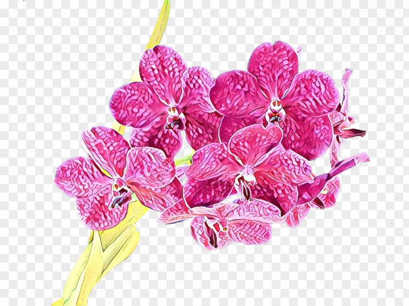 Anthurium Orchid Flower Pink Cut Flowers Plant Flowering PNG