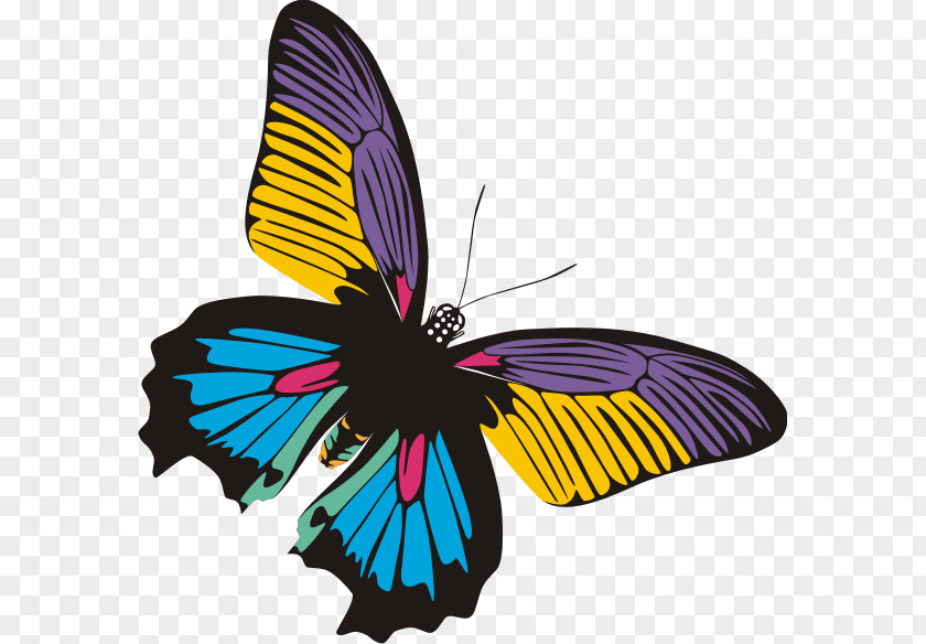 BUNGA Butterfly Insect Clip Art PNG