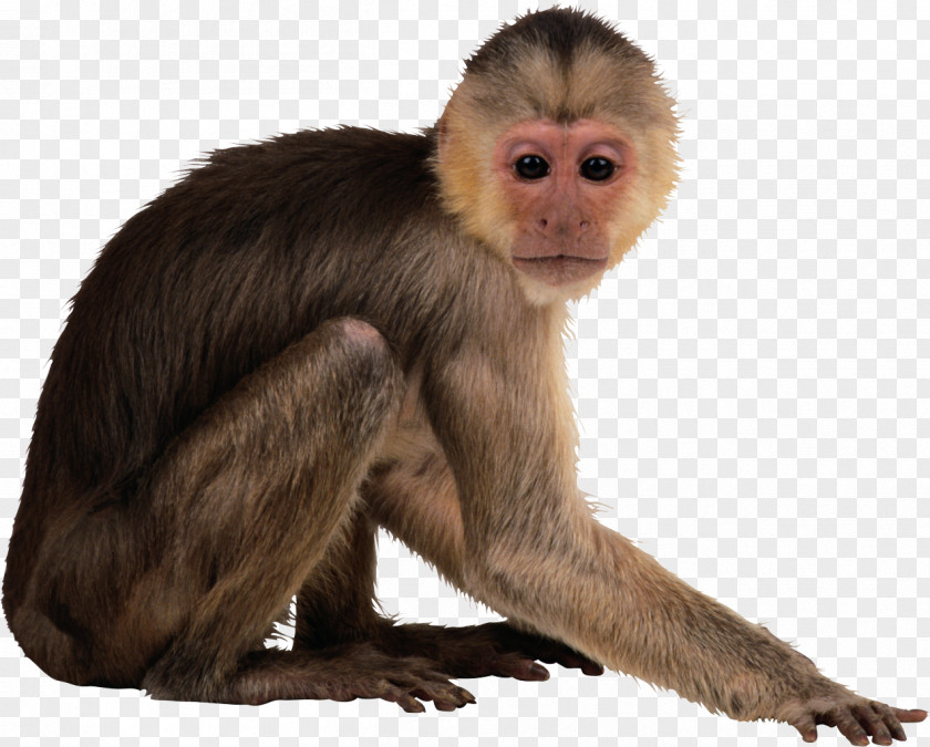 Monkey Download Clip Art PNG