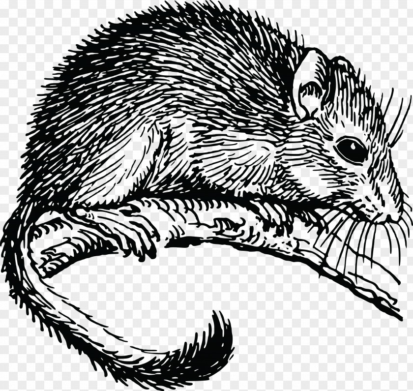 Mouse The Dormouse Drawing Domesticated Hedgehog PNG