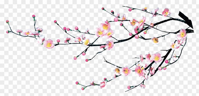 Ornament Flower Branch Cherry Blossom Plum PNG