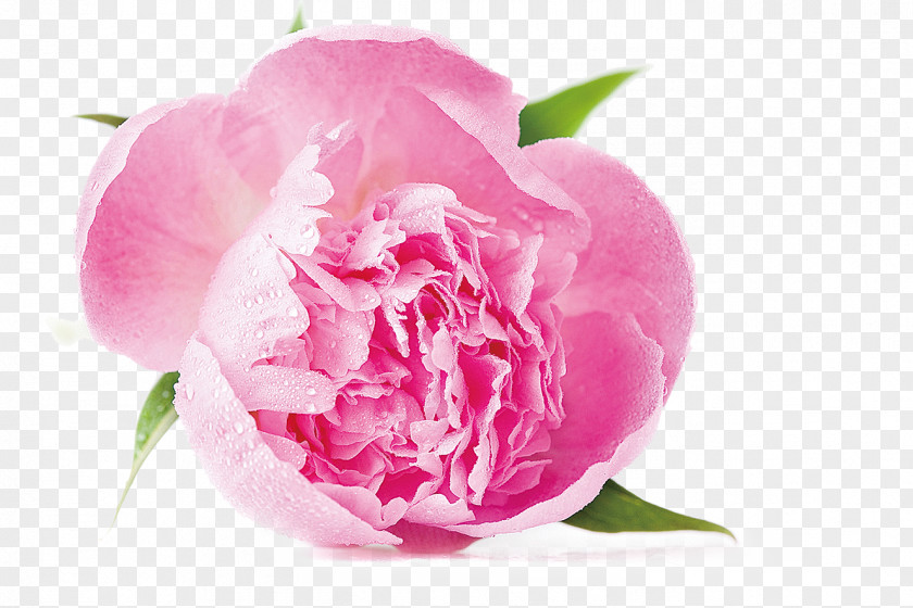 Peony Cabbage Rose Stock Photography Royalty-free Shutterstock PNG