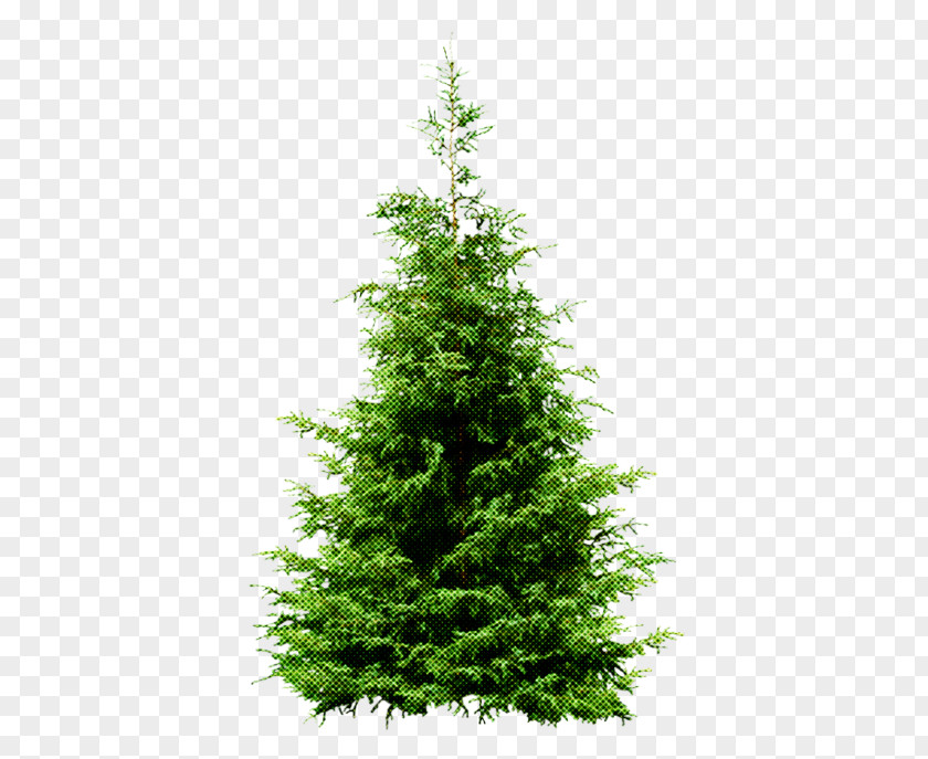 Tree Shortleaf Black Spruce Balsam Fir Yellow White Pine PNG