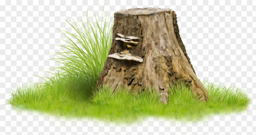 Tree Stump Trunk Clip Art PNG