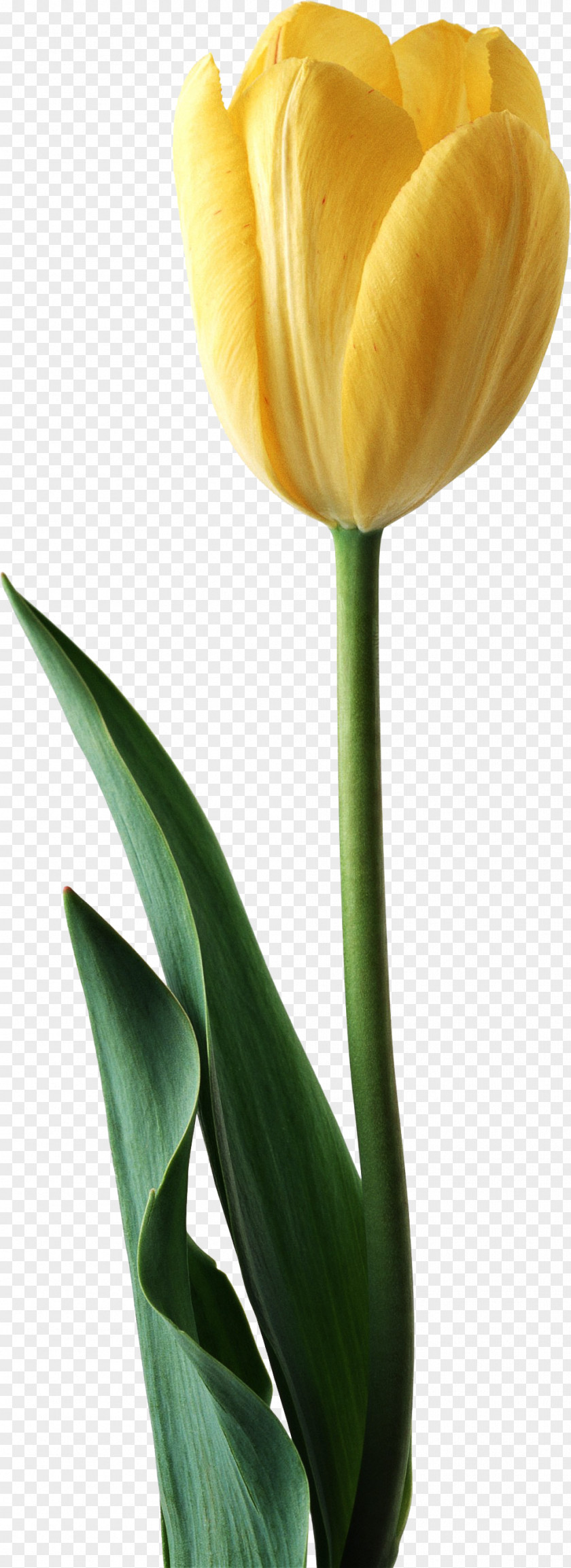 Tulip Cut Flowers Red Yellow PNG