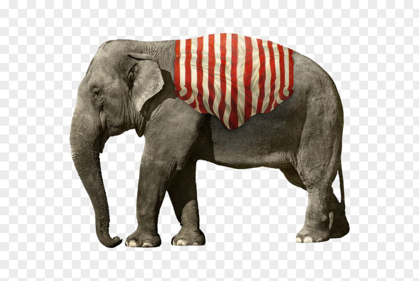 Elephant African Circus Clip Art PNG