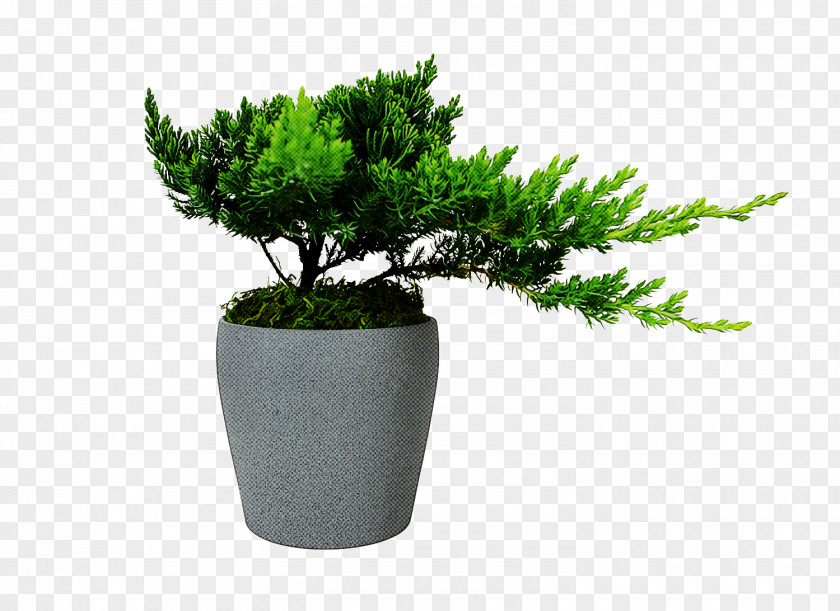 Flowerpot Plant Tree Houseplant Flower PNG