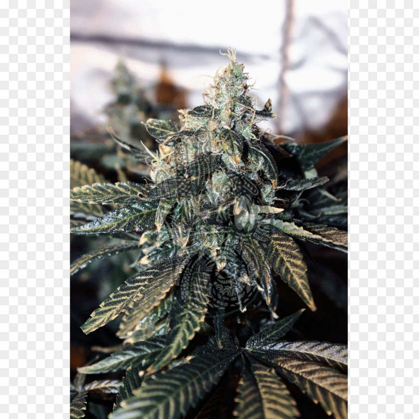 Mandalla Hemp Cannabis Seed .com Finite Element Method PNG