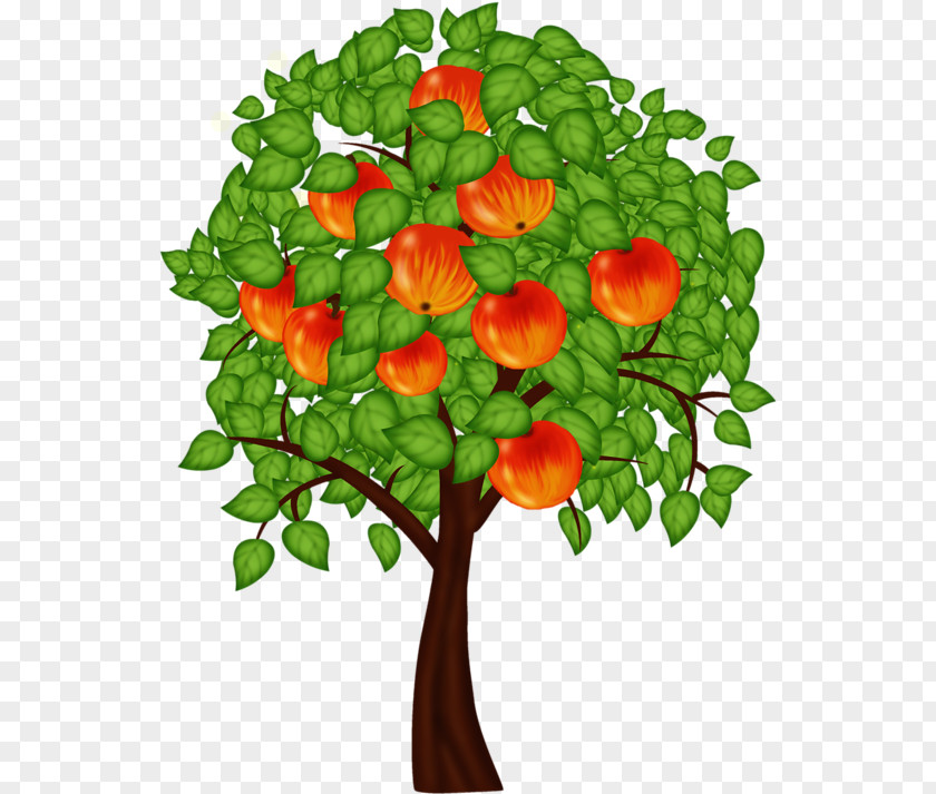 Painted Apple Petal Leaf Plant Stem Tree Annual PNG