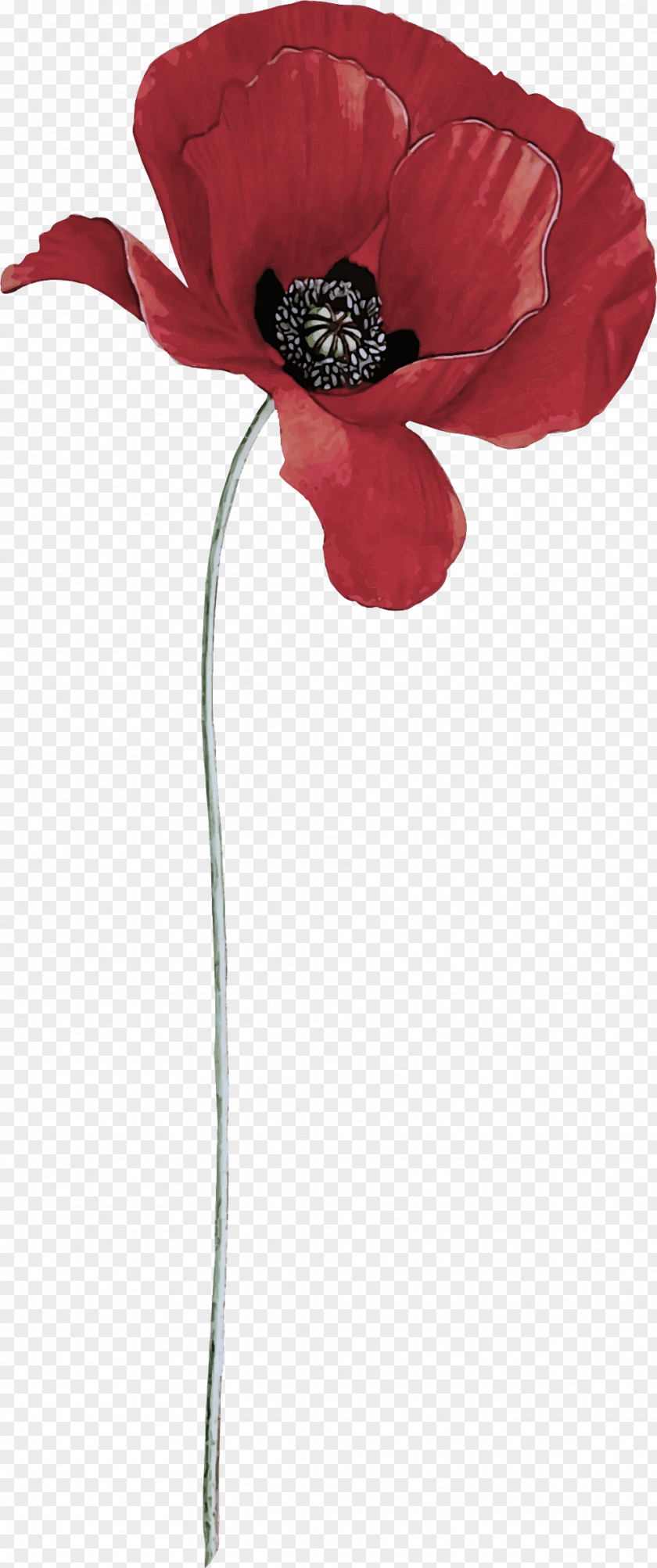 Red Flower Corn Poppy Coquelicot Plant PNG