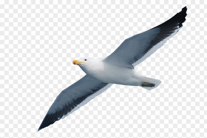 Seabird Seagull Gulls PNG