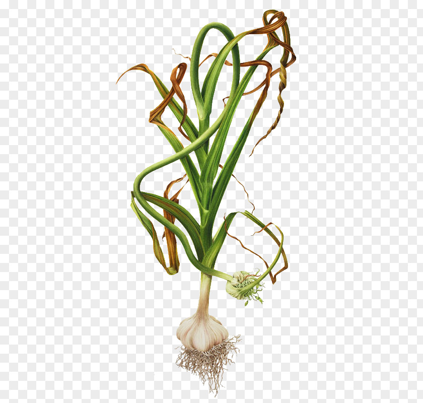 Spaghetti Aglio Olio Garlic Botanical Illustration Botany Onion PNG