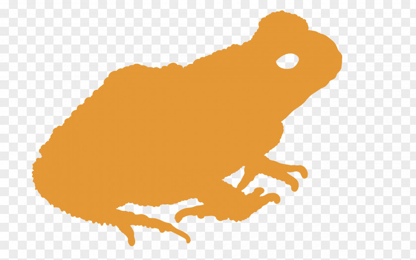 Toad Xanh Clip Art Tree Frog Fauna PNG