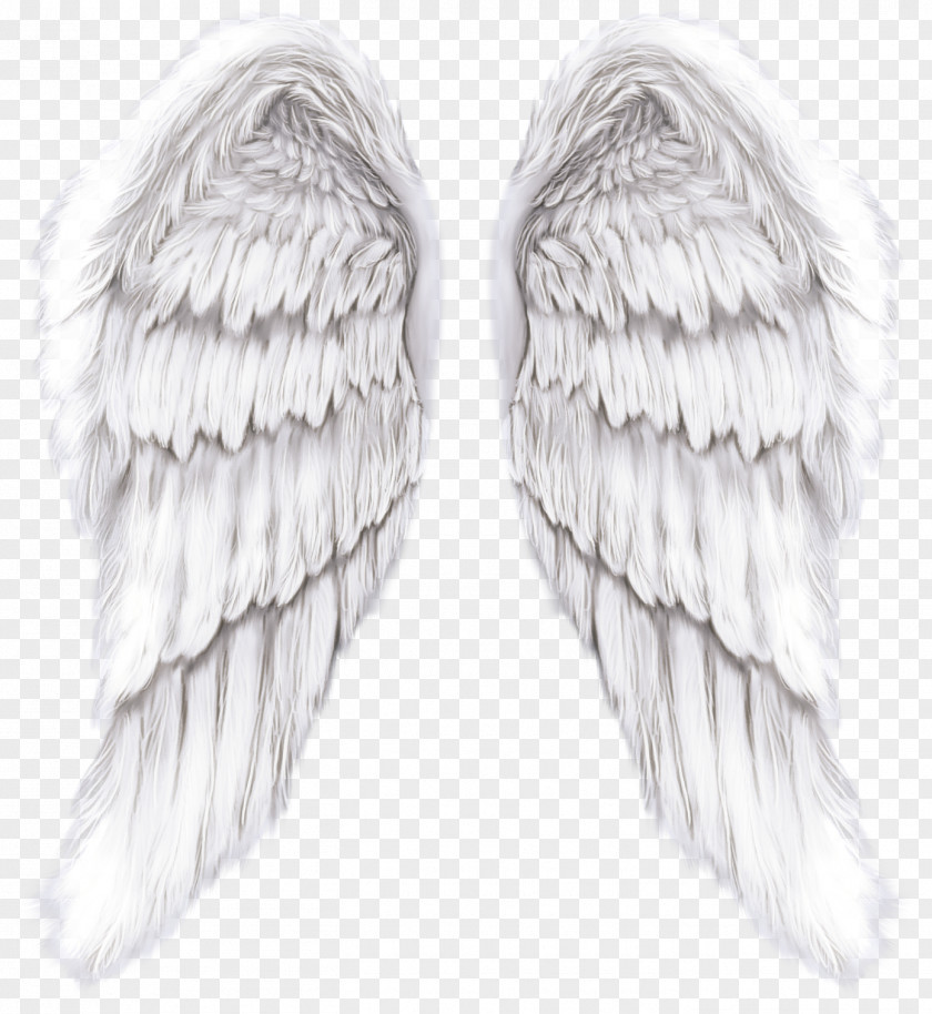 Feather PNG