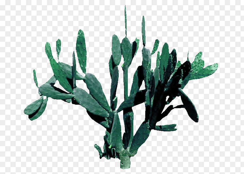 Green Fresh Cactus Decorative Patterns Pereskia Aculeata Cactaceae Download Illustration PNG