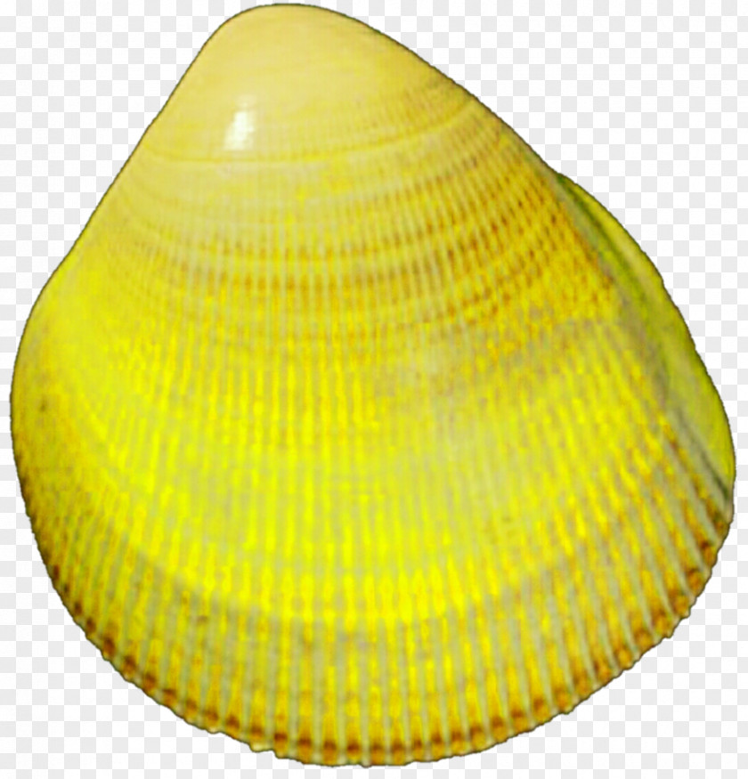 Seashell Clam Cockle Oyster Mussel Nefis Yemek Tarifleri PNG