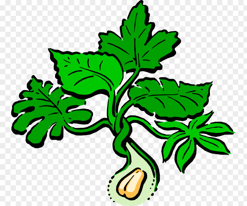 5 16 18 Acorn Nuts Clip Art Peanut Vector Graphics Leaf Image PNG