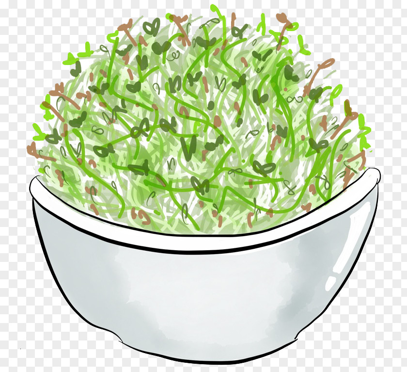 Alfalfa Vegetarian Cuisine Leaf Vegetable Food Herb PNG