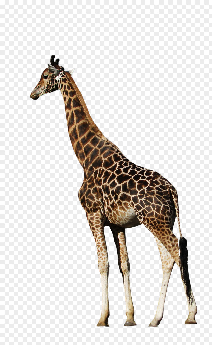 Animal Northern Giraffe Clip Art PNG