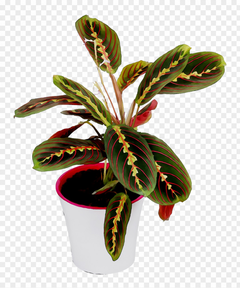 Arrowroots Flowerpot Houseplant PNG