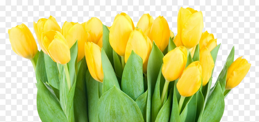 Beautiful Tulips Tulipa Pulchella Flower Yellow Clip Art PNG