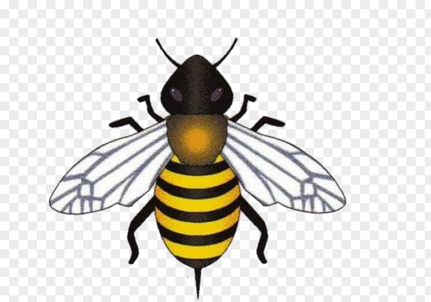 Bee Honey Clip Art PNG