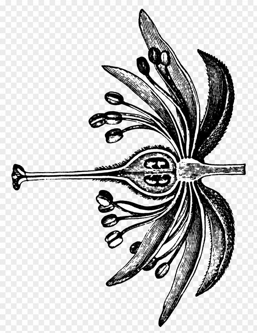 Brooch Passion Flower Family Drawing Of PNG