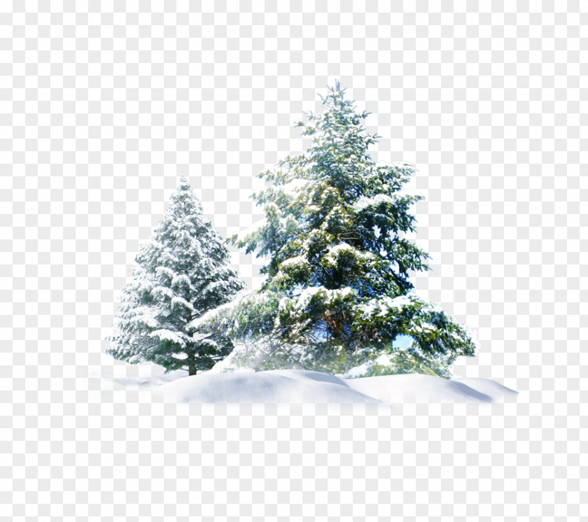 Christmas Snow Tree Creative Polar Bear Pine Wallpaper PNG