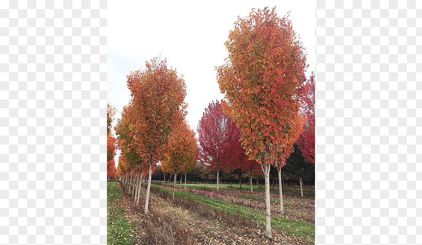 Deciduous Specimens Sugar Maple Evergreen Tree Nursery Birch PNG
