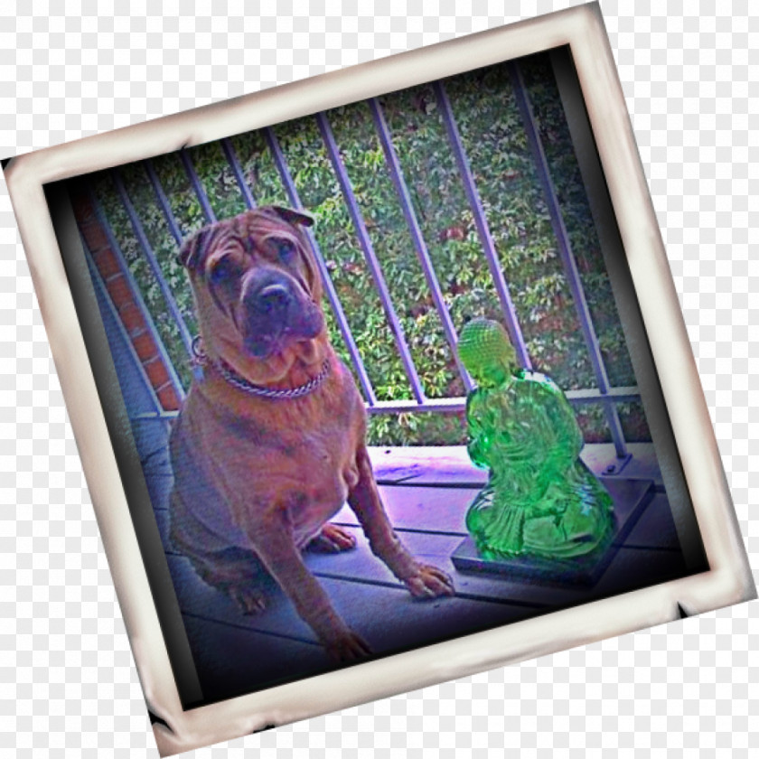 Dog Television Picture Frames Snout PNG