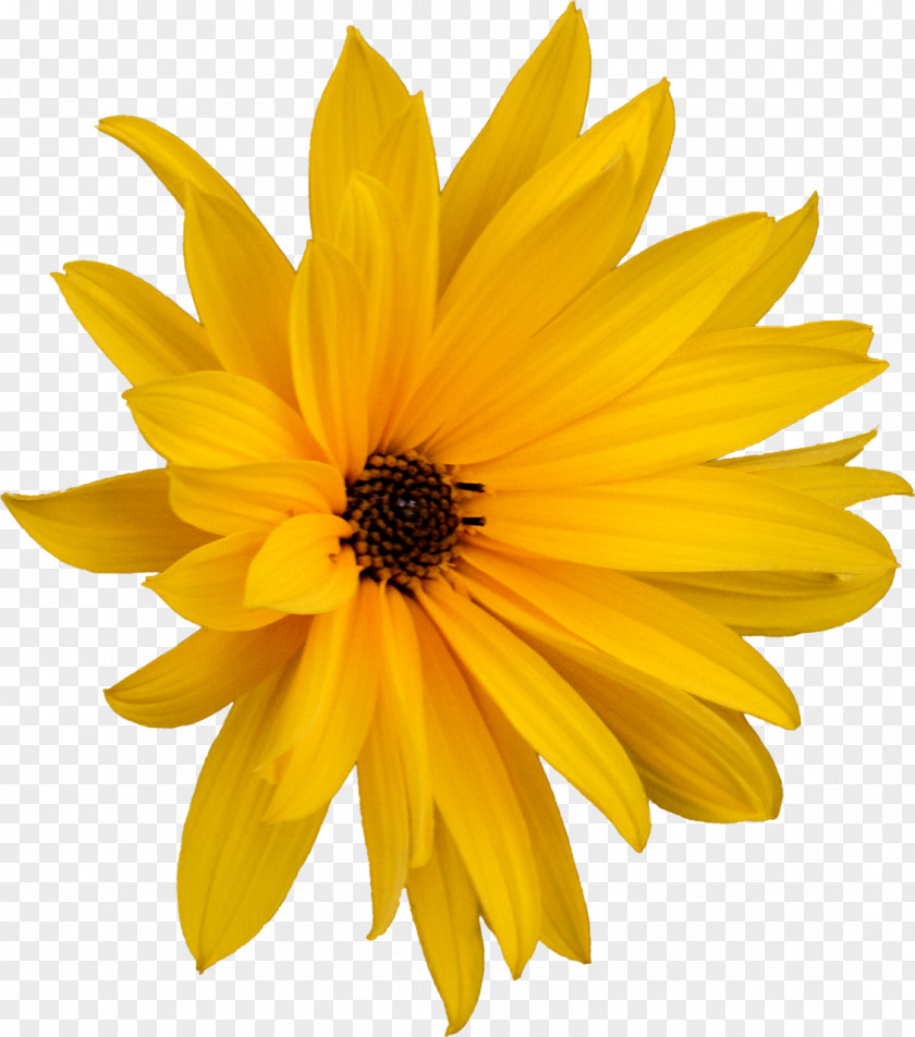 Flower Common Daisy Royalty-free PNG
