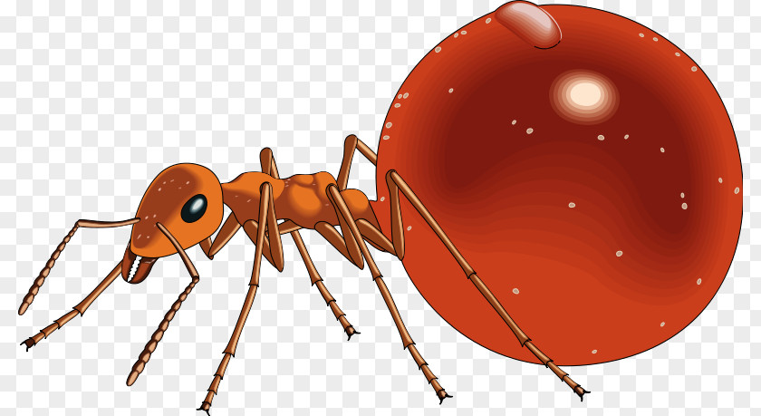 Honeypot Ant Clip Art PNG