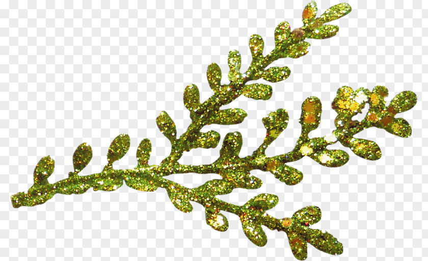 Leaf Branch PNG