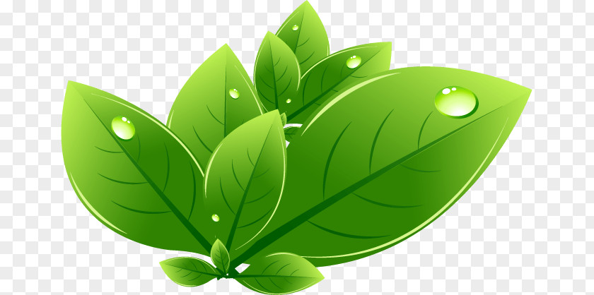 Natural Environment Green Nature Ecology PNG