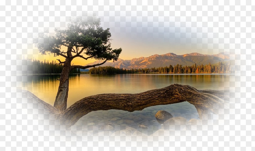 Tree Desktop Wallpaper Widescreen Display Resolution PNG