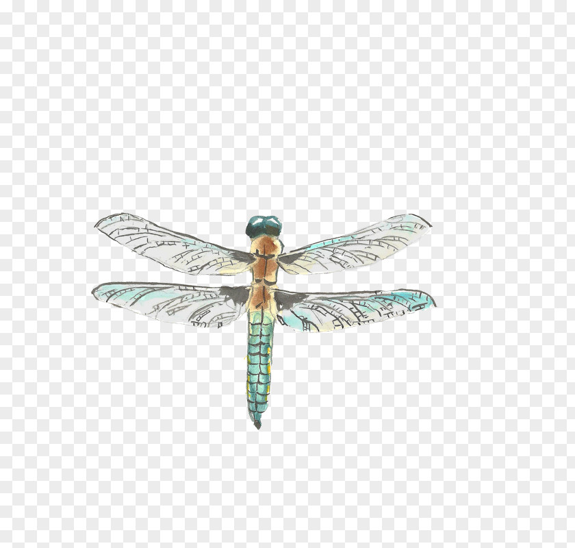 Dragonfly Insect Drawing Watercolor Painting PNG