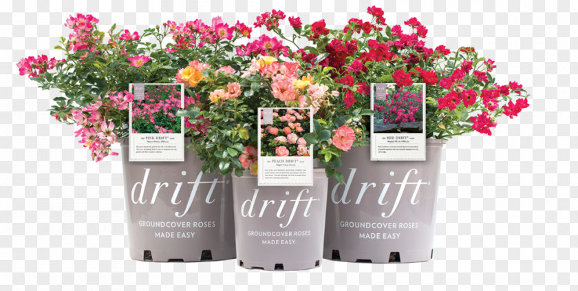 Drift Roses Slope Rose Floral Design Groundcover Cut Flowers PNG