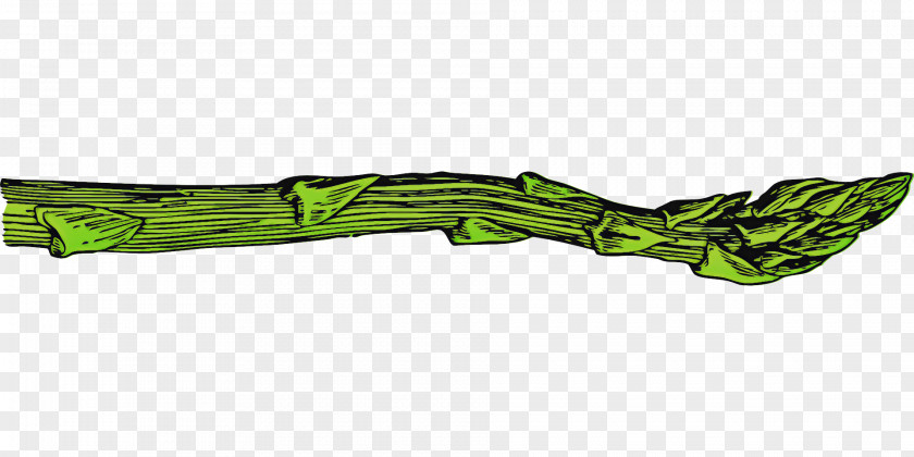 Green Plant Vegetable Asparagus PNG