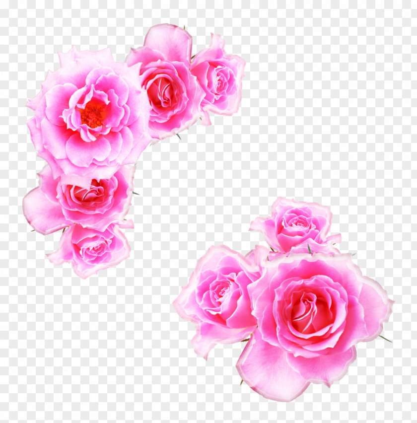 Pink Rose Delhi Water Essential Oil Manufacturing PNG