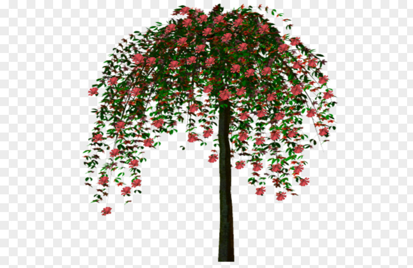 Tree Woody Plant Animation PNG