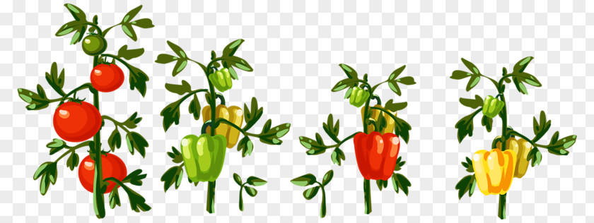 Vegetable Chili Pepper Clip Art PNG